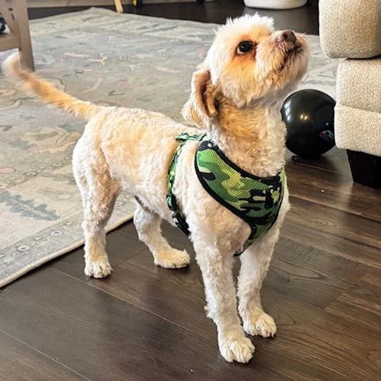 Teddy Vii thumbnail 2