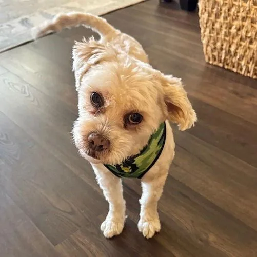 Teddy Vii thumbnail 3