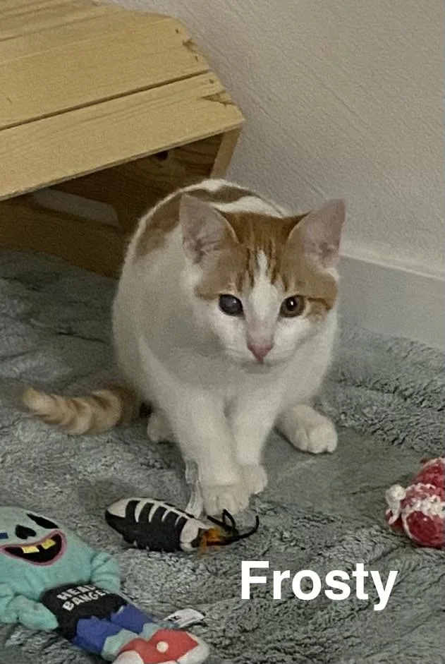 Frosty thumbnail 3