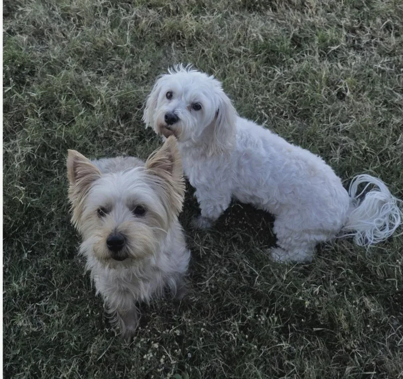 A young small-sized male Yorkshire Terrier dog named Atlas for adoption in Mesquite, TX
