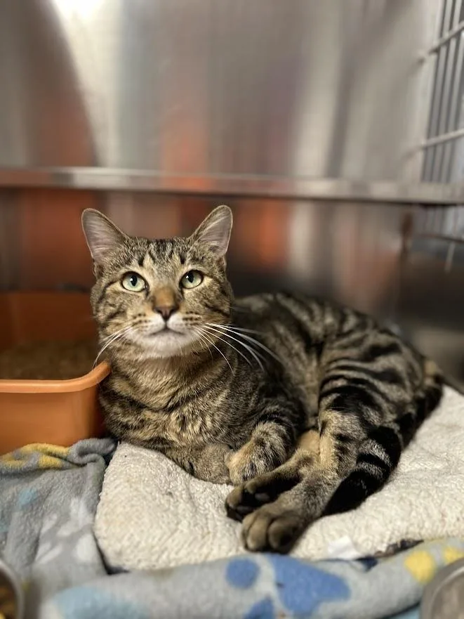 An adult medium-sized male Tabby (Brown / Chocolate) Tabby cat named Visi for adoption in Oak Ridge, TN
