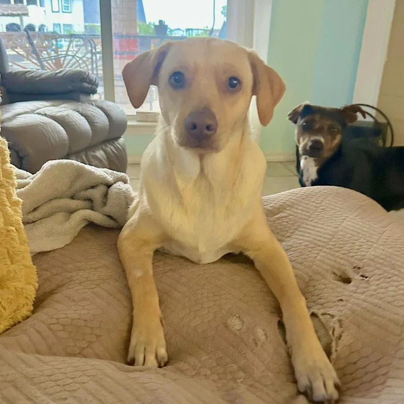 Buzz Clifford thumbnail 3