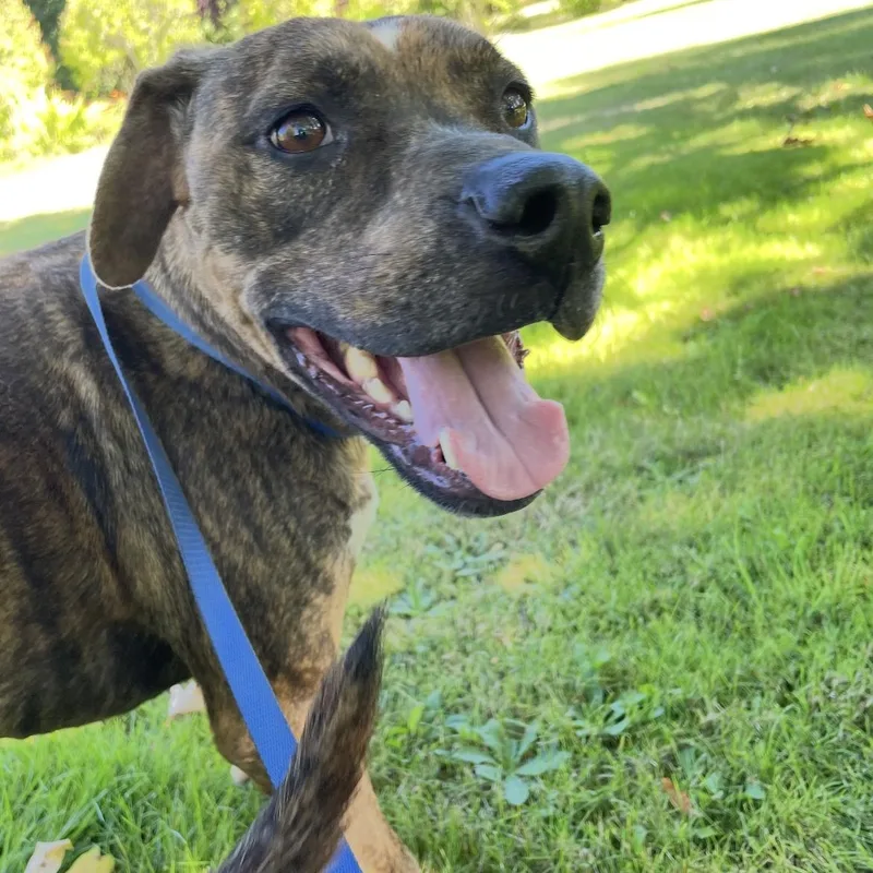 Brisbane thumbnail 4