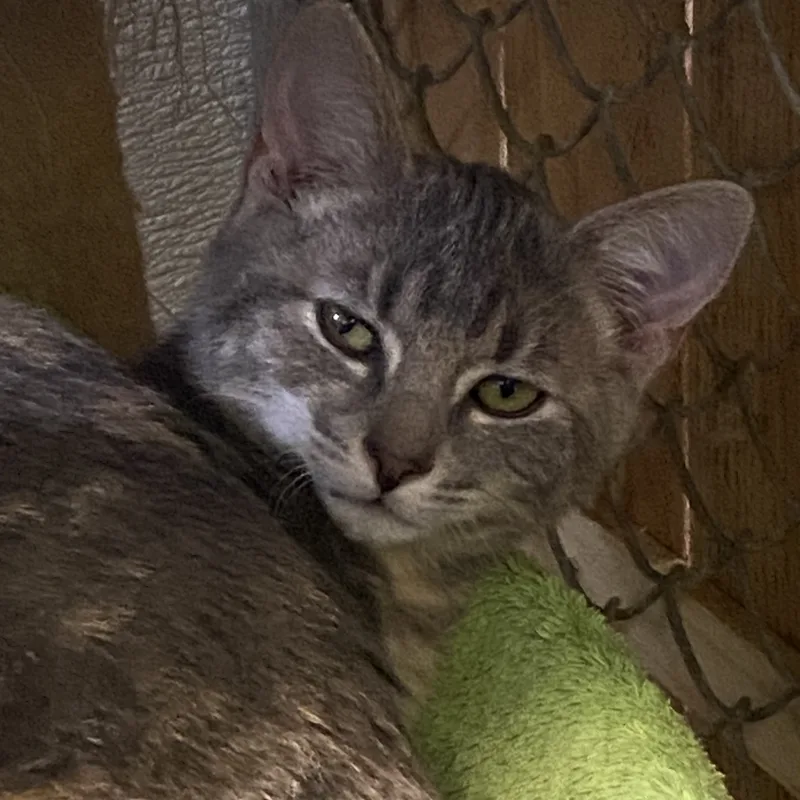 Lexington thumbnail 2