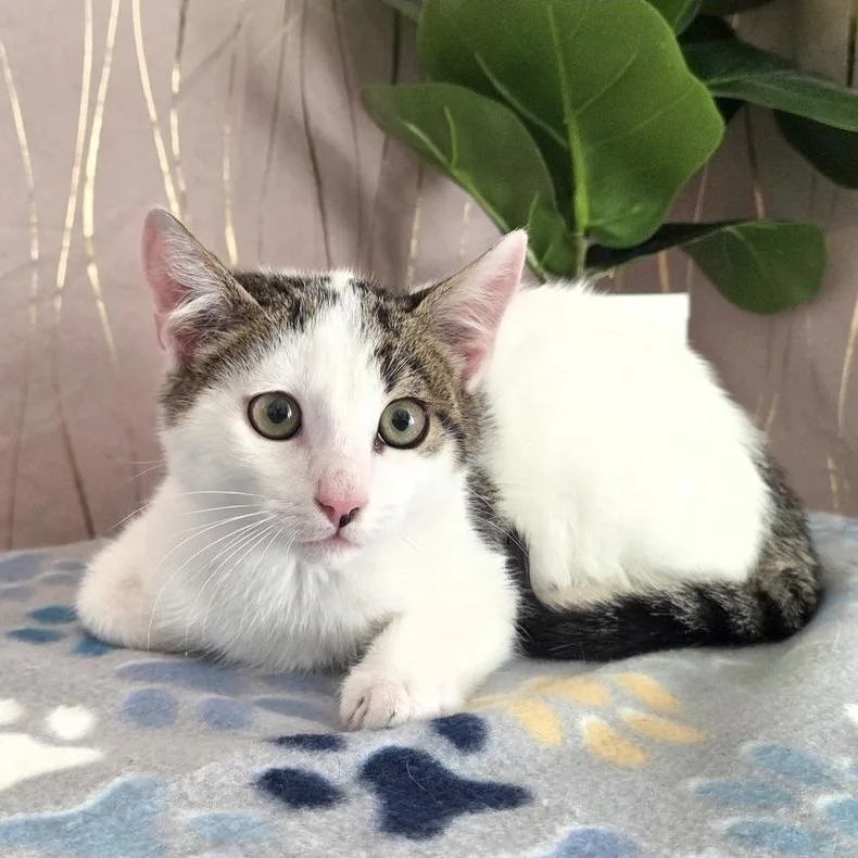 Mr. Klaws thumbnail 2