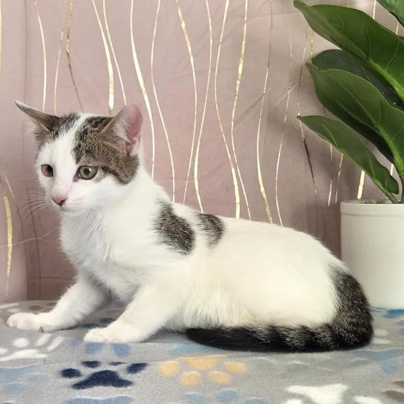 Mr. Klaws thumbnail 3