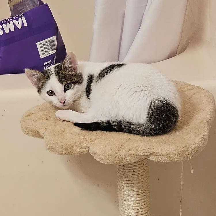 Mr. Klaws thumbnail 4