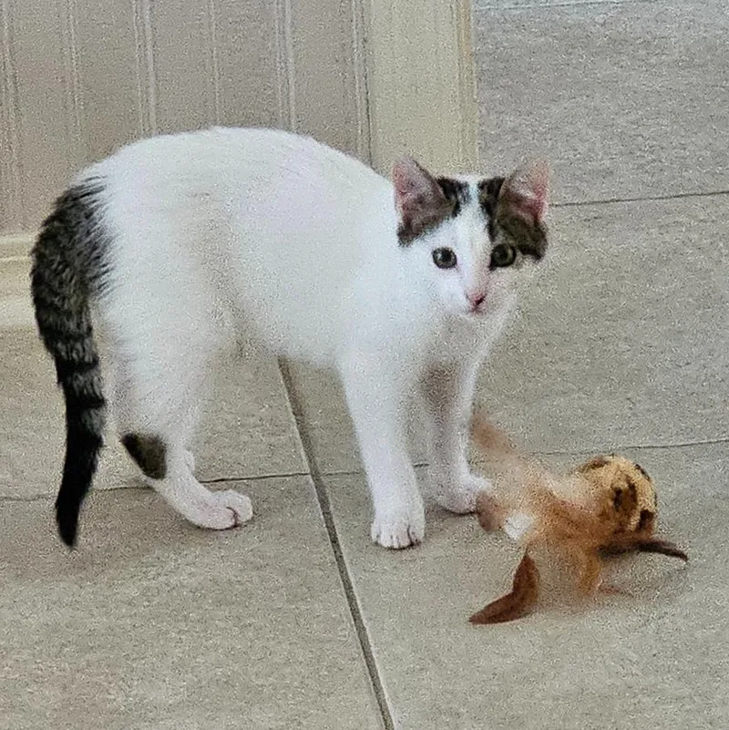 Mr. Klaws thumbnail 5