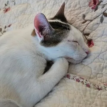 Mr. Klaws thumbnail 6