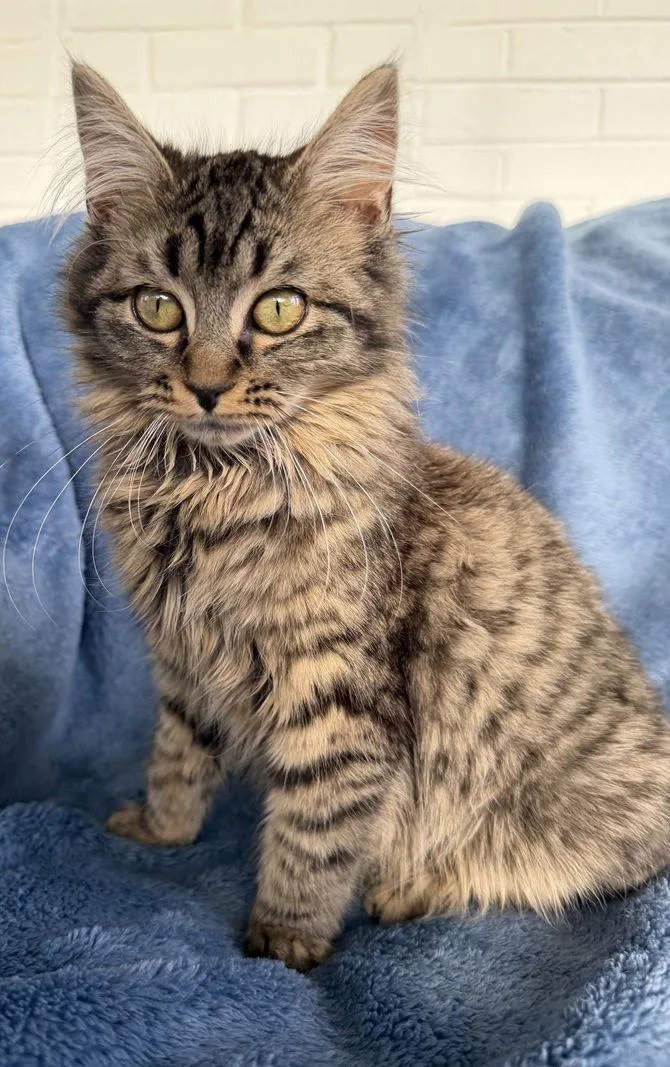 Madeline thumbnail 3