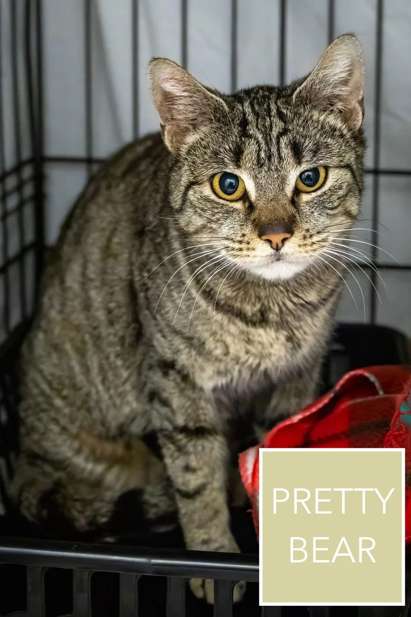 Pretty Bear thumbnail 2