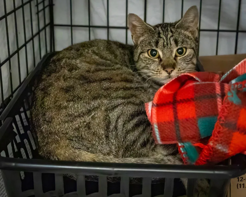 Pretty Bear thumbnail 3