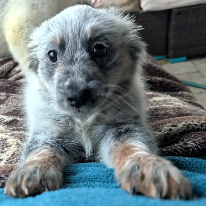 Maya Fey thumbnail 3