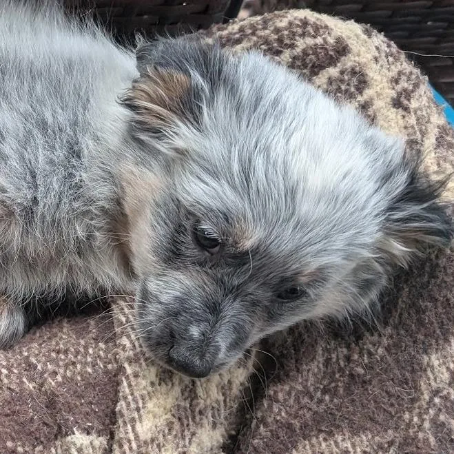 Maya Fey thumbnail 5