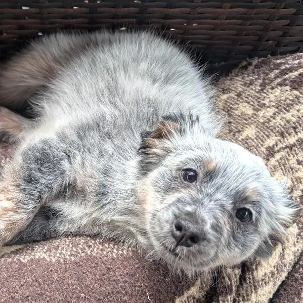 Maya Fey thumbnail 6