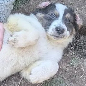 Phoenix Wright thumbnail 3