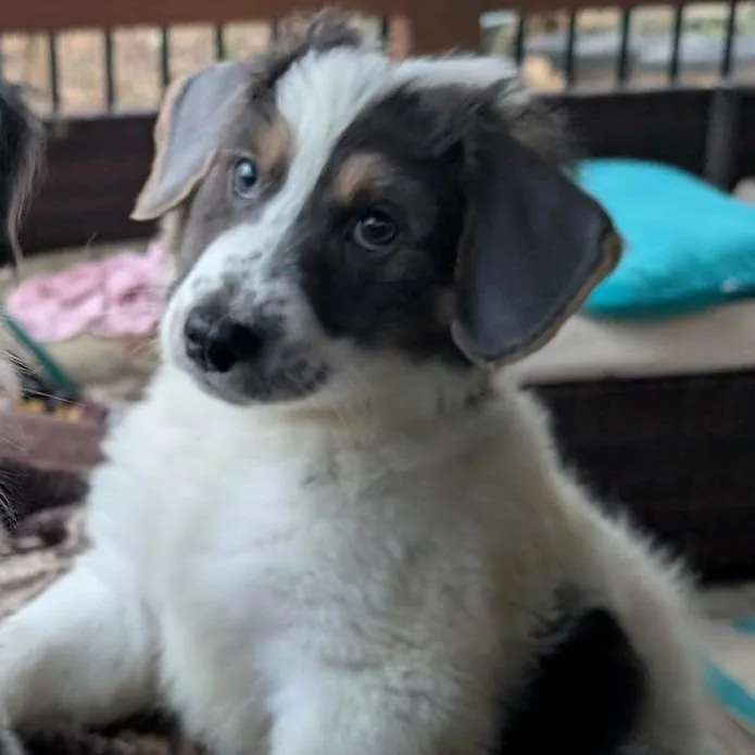 Phoenix Wright thumbnail 4