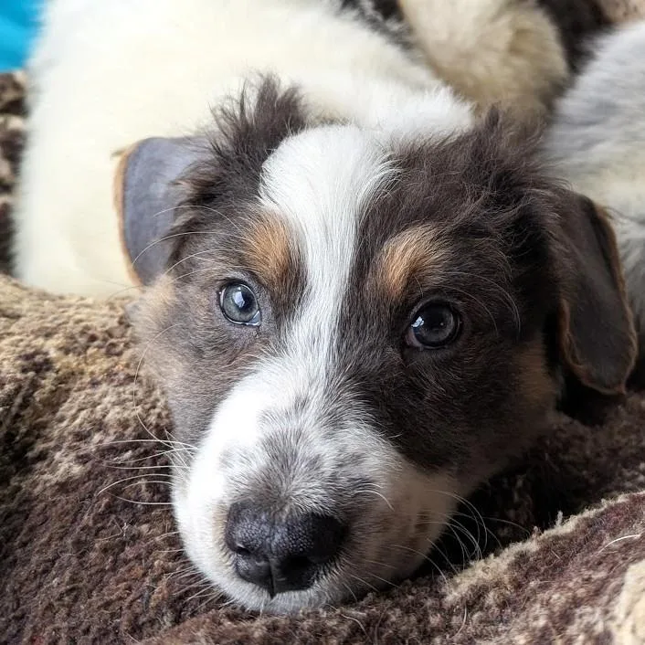 Phoenix Wright thumbnail 5