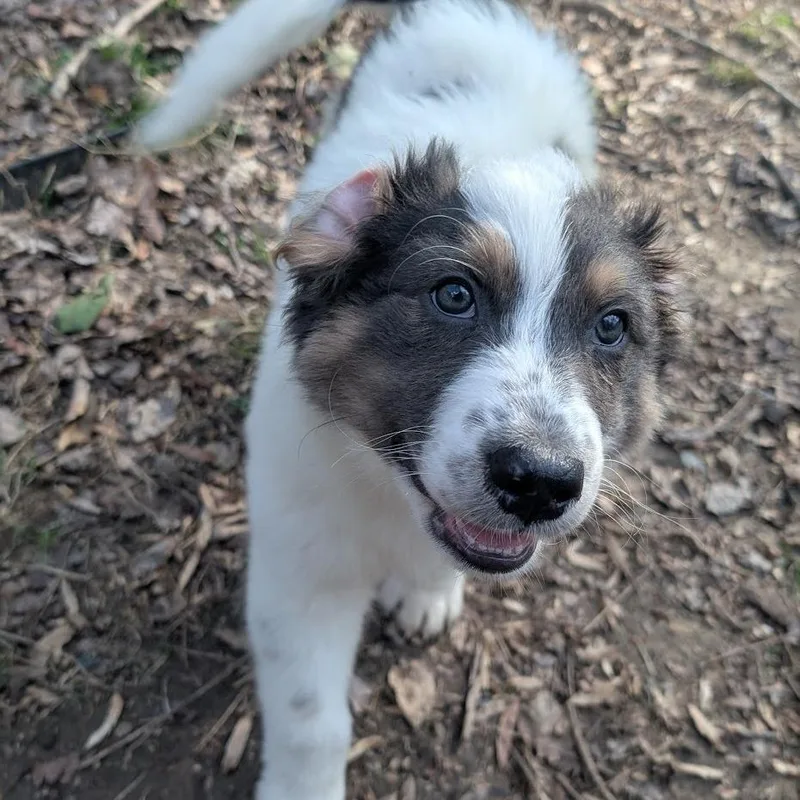 Phoenix Wright thumbnail 6