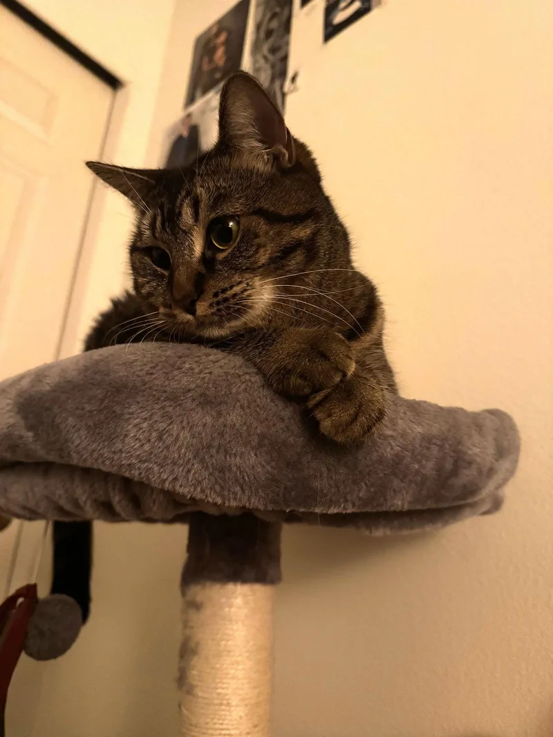 Shenandoah thumbnail 2