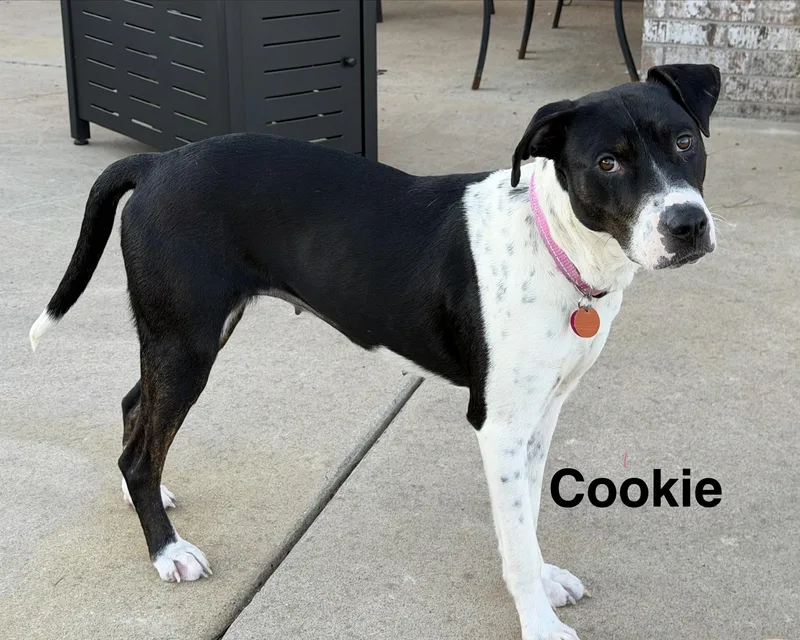 Cookie thumbnail 5