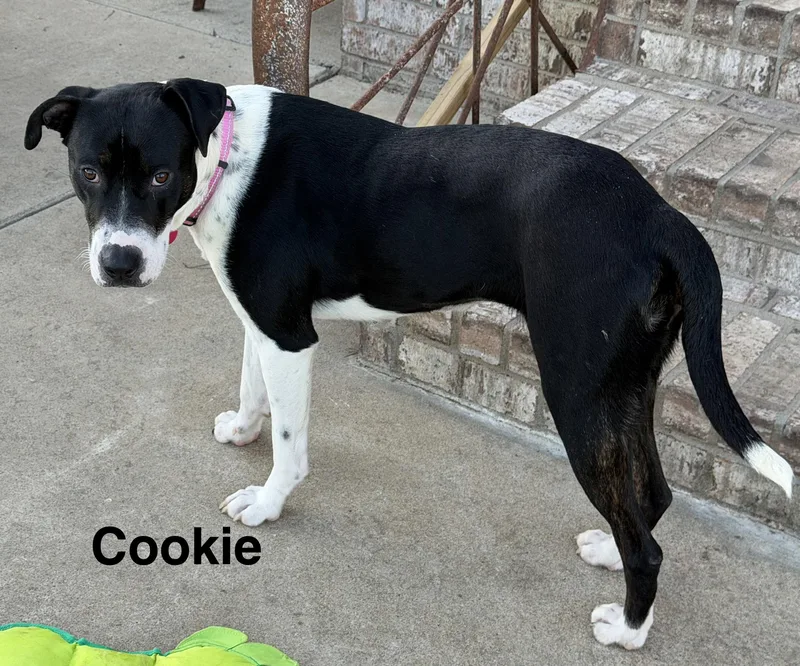Cookie thumbnail 6