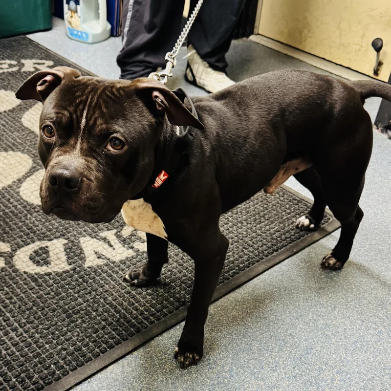 Meet Buddy  New thumbnail 3