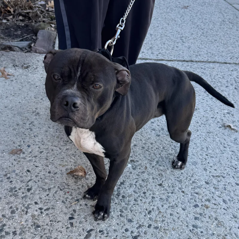 Meet Buddy  New thumbnail 4