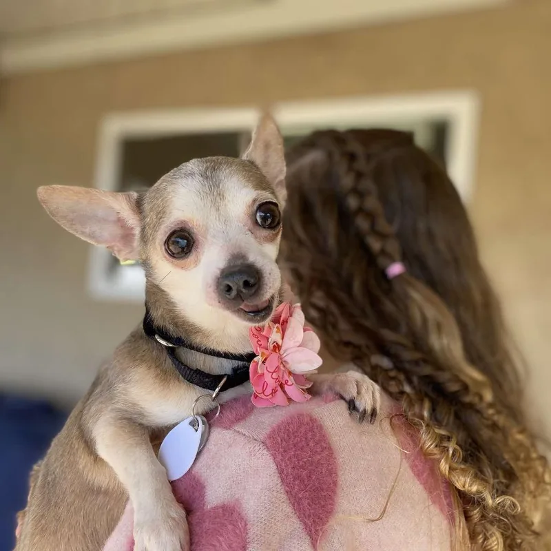 Vernonia thumbnail 2