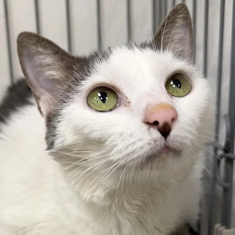 Cookie Crisps thumbnail 2