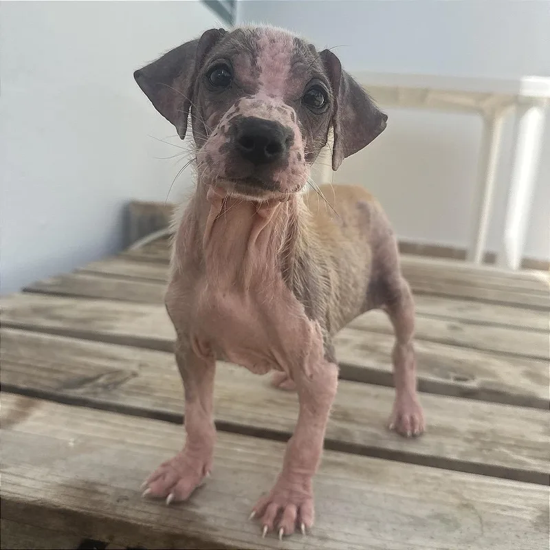 Bigi Girl  Toya thumbnail 2