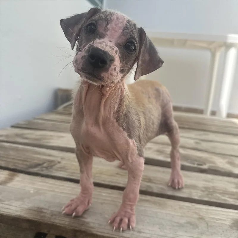 Bigi Girl  Toya thumbnail 3