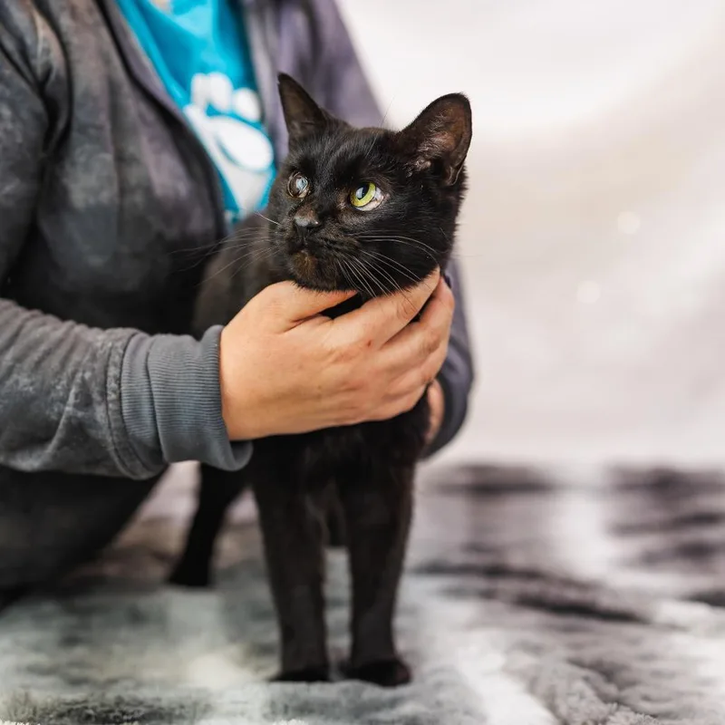 Sheldonc thumbnail 2