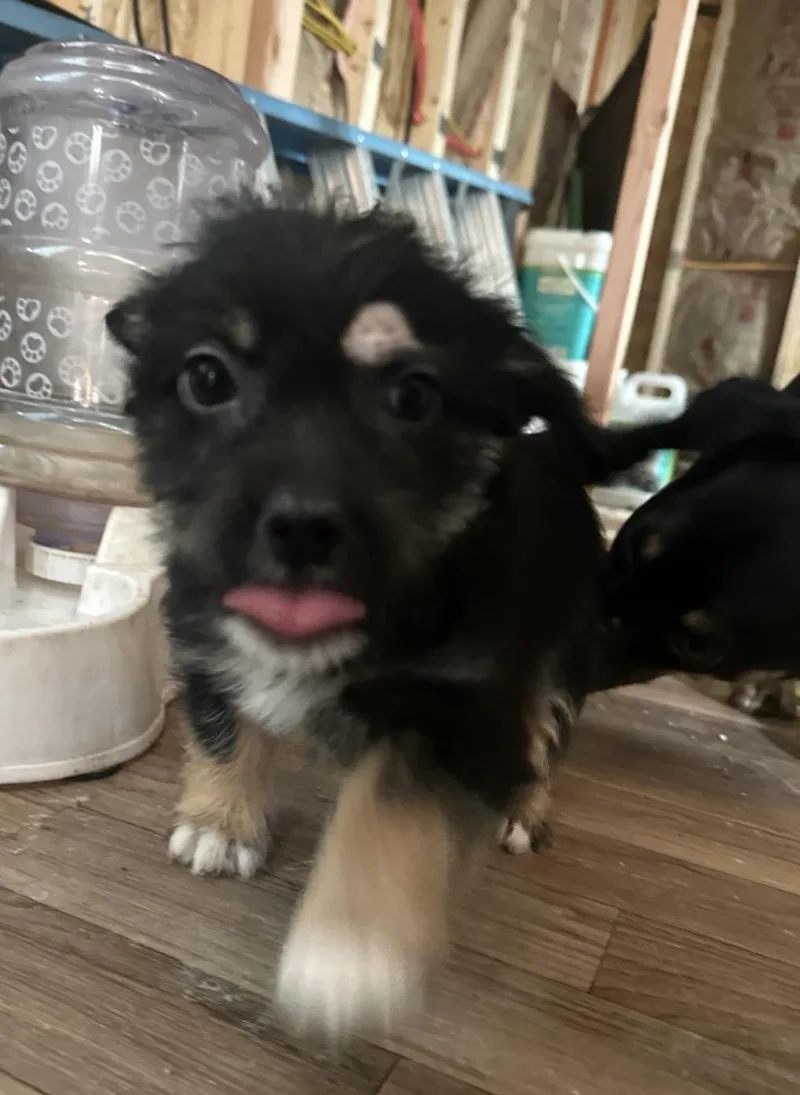 Spellman thumbnail 2