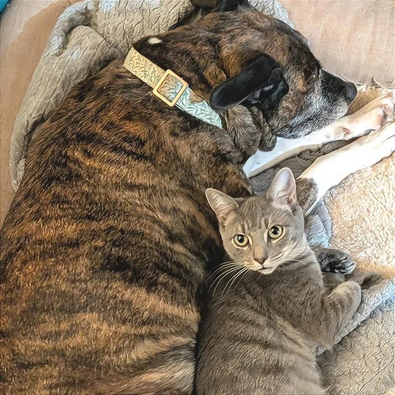 Tecumseh thumbnail 2