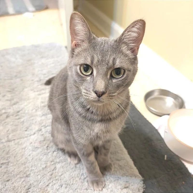 Tecumseh thumbnail 3