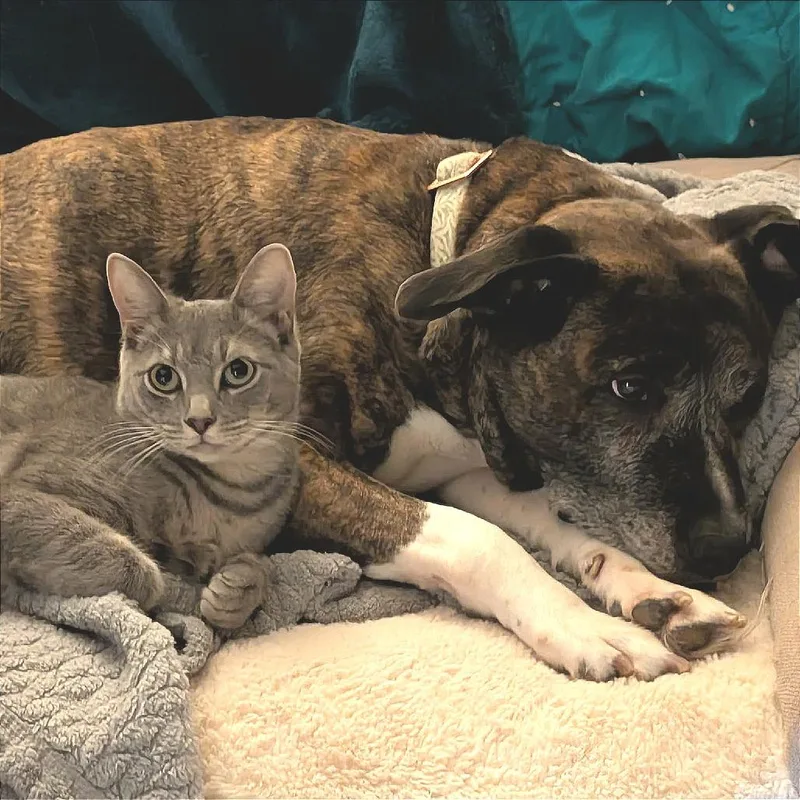 Tecumseh thumbnail 4