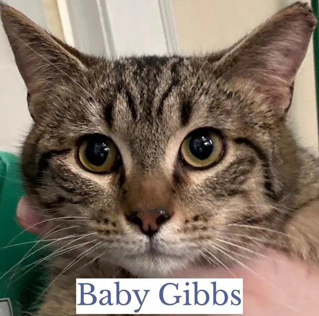 Baby Gibbs thumbnail 2