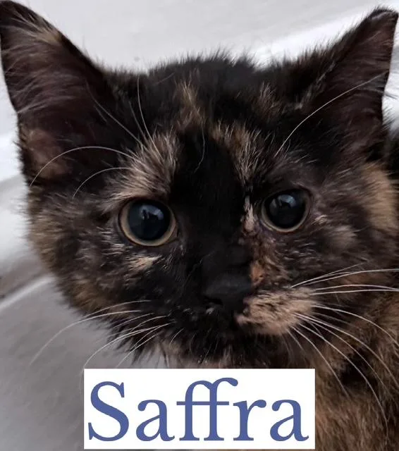 Saffra thumbnail 2