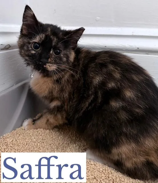 Saffra