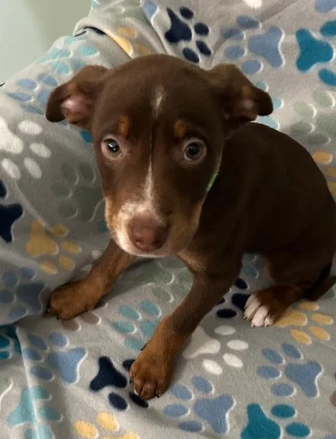 Gus Power thumbnail 3