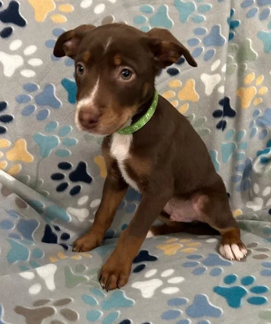 Gus Power thumbnail 4