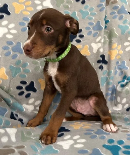 Gus Power thumbnail 5