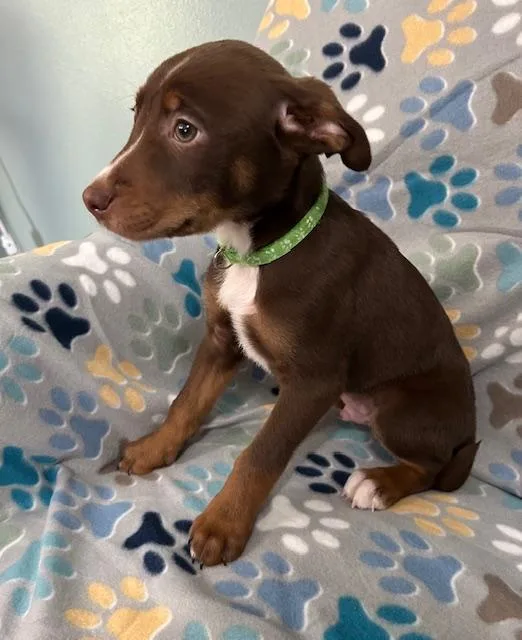 Gus Power thumbnail 6