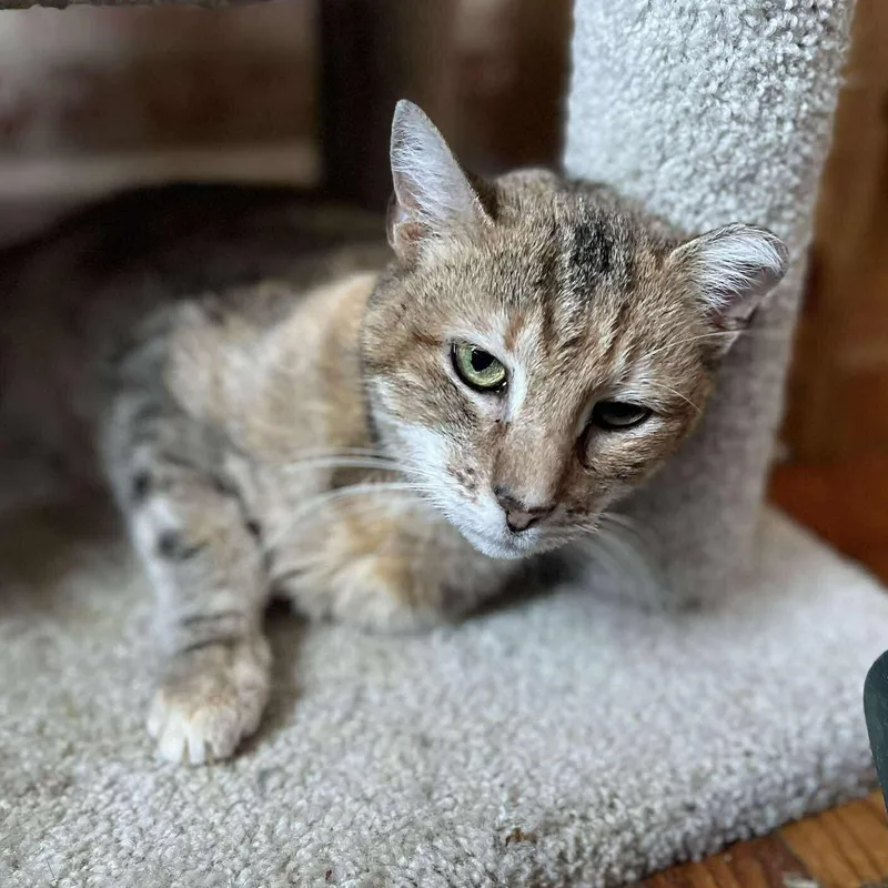 Beatrice thumbnail 3