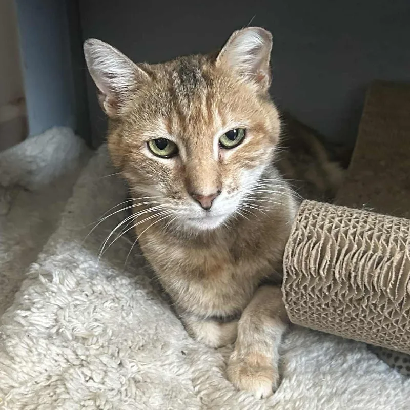 Beatrice thumbnail 4