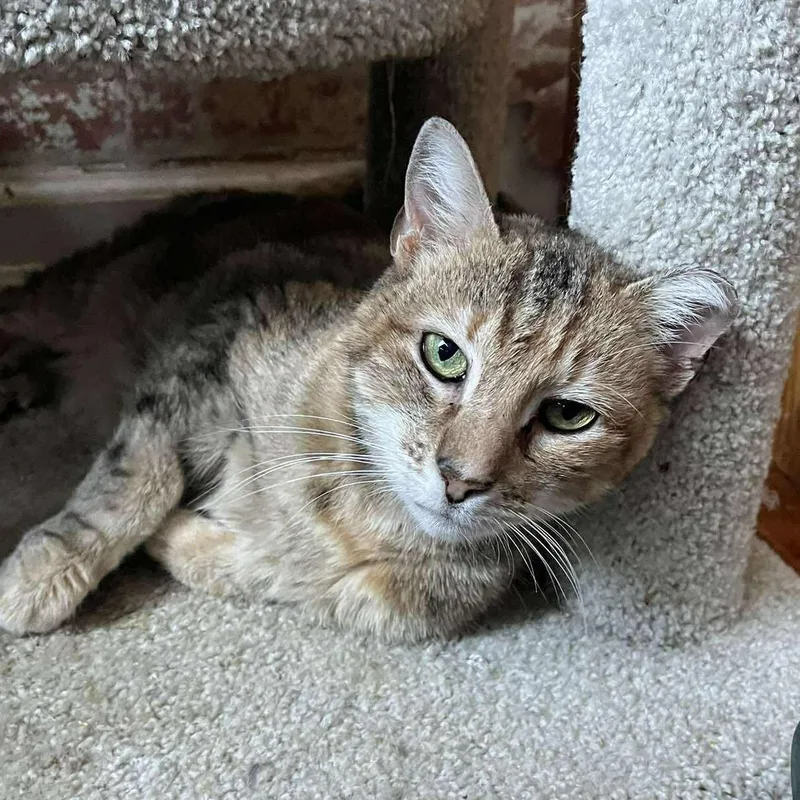 Beatrice thumbnail 5