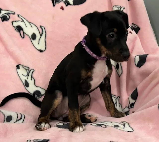 Penny Power thumbnail 2