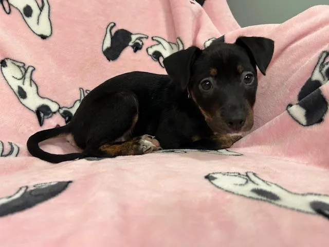 Penny Power thumbnail 3