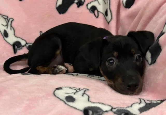 Penny Power thumbnail 4